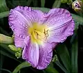 Hemerocallis "Lavander Blue"