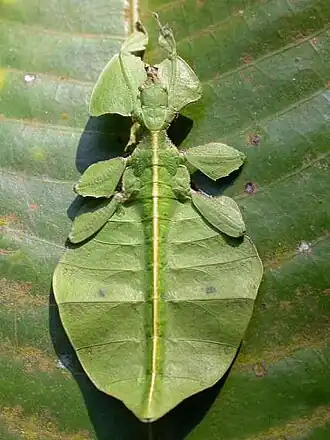 Phyllium sp., foto por Sandilya Theuerkauf, Wynaad, 2006
