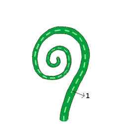 Vernação circinada