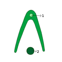 Vernação conduplicada (1:nervura mediana ; 2:caule)