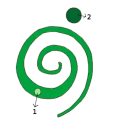 Vernação convoluta