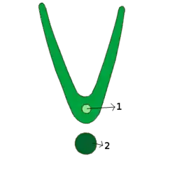 Vernação reduplicada