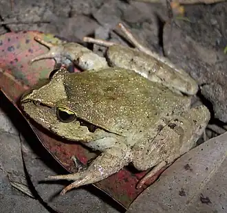 Lechriodus fletcheri