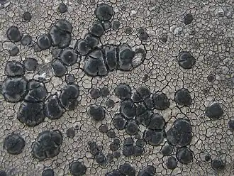 Lecidea fuscoatra é a espécie-tipo do gênero-tipo da família Lecideaceae.