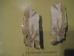 Fóssil de leclercqia comeplexa