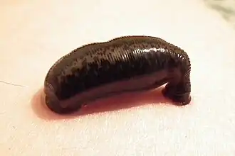 Hirudo medicinalis Parasitando um humano.