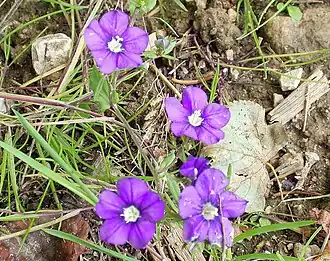 Legousia speculum-veneris