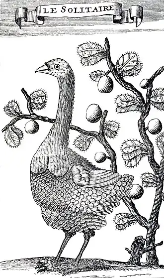 Desenho de François Leguat (1708), única ilustração da espécie feita por alguém que a observou viva.