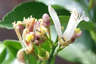 Receptáculo discifloro (ou discífero) de flor de Citrus, plano mostrando o espessamento nectarífero.