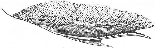 Uma língua e sublíngua no lêmure-de-cauda-anelada, com a sublíngua serrilhada maioritariamente presa à parte inferior da língua.