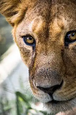 Foto de uma leoa, focando em seu rosto, somente.