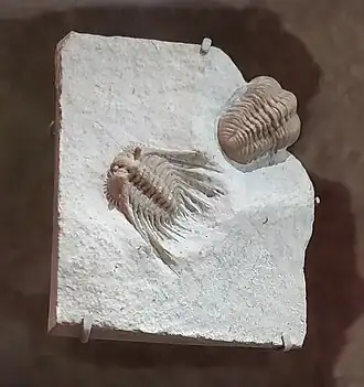 Leonaspis williamsi (em baixo à esquerda) com Paciphacops raymondi (em cima à direita)