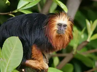 Mico-leão-de-cara-dourada