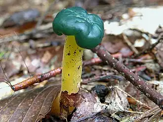 Leotia viscosa