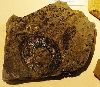 Lepacyclotes zeilleri