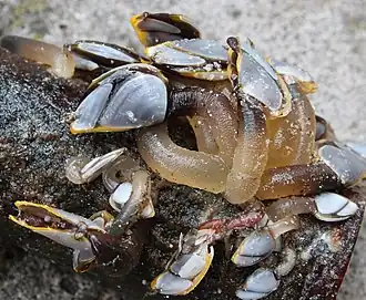 Lepas testudinata, África do Sul