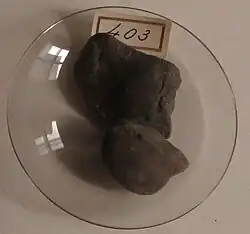 Exemplar de um Fóssil de ostracoda