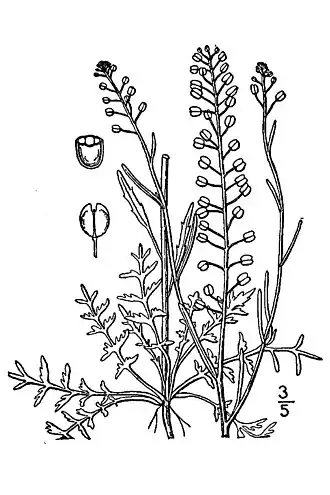 Lepidium densiflorum