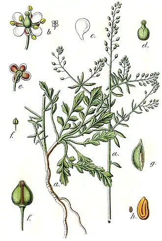 Lepidium graminifolium
