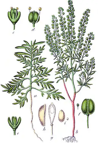 Lepidium ruderale