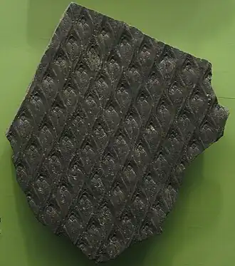 Fóssil de caule de lepidodendron