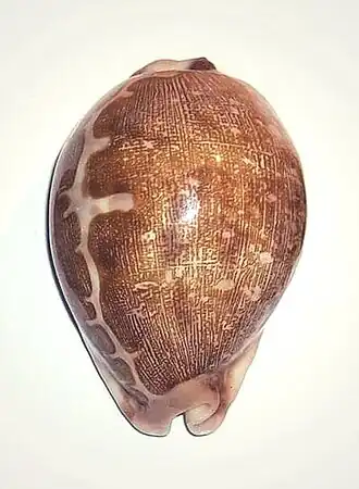 Vista superior de uma concha de L. mappa (Linnaeus, 1758).[1] Espécie do Indo-Pacífico.[2][3][4]