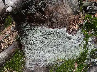 Lepraria incana na base de um tronco de árvore - um habitat preferido.