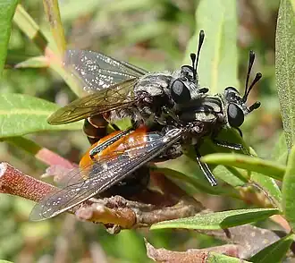 Única mosca Mydidae de Portugalː Leptomydas lusitanicus.[12] Fotografia da cópula, o macho acima e a fêmea, de abdômen avermelhado,[14] abaixo.