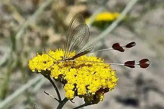 Neuroptera Nemopteridae da espécie Lertha extensa. Estes insetos são especializados no consumo do pólen das flores.[1]
