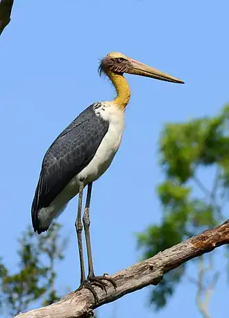 Marabu-pequeno no Parque Nacional de Yala.