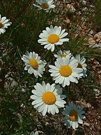Leucanthemum vulgare