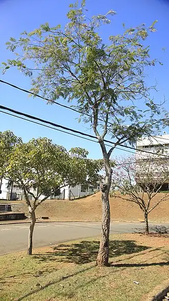 Leucochloron incuriale do bolsão de estacionamento entre a BCCL e o GMU da UNICAMP, Campinas - SP, Brasil.