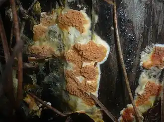 Leucogyrophana mollusca