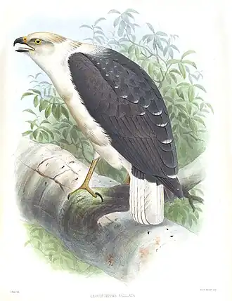 Ilustração de Joseph Smit de 1869 para o Exotic ornithology : containing figures and descriptions of new or rare species of American birds