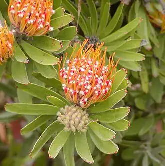 Leucospermum erubescens