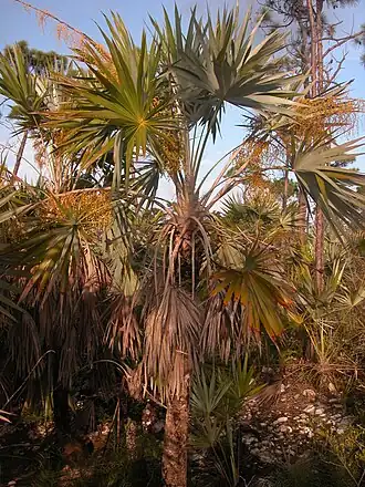 Leucothrinax morrisii, Florida Keys. Foto de Carl E. Lewis.