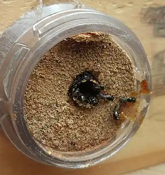 Leurotrigona muelleri fotografada em Águas Lindas de Goiás, Brasil.