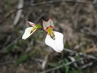 Levenhookia pauciflora