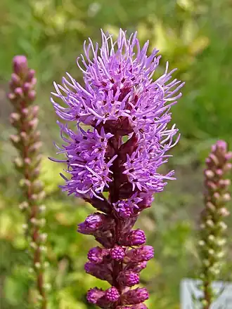 Liatris spicata