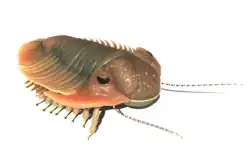Imagem de um fóssil reconstruído digitalmente chamado Lichas marocanus, um tipo de trilobita extinto. O animal tem corpo segmentado, com carapaça ondulada nas costas, olhos grandes e arredondados nas laterais da cabeça, antenas finas e longas na frente. Várias pernas articuladas sob o corpo. A cor da imagem é em tons de marrom, bege e verde-acinzentado, com aparência brilhante.
