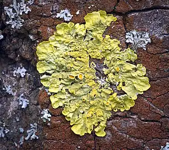 Talos amarelo-alaranjados de Xanthoria parietina crescendo em casca de árvore, cercados por Physcia adscendens (acinzentado) e algas Trentepohlia
