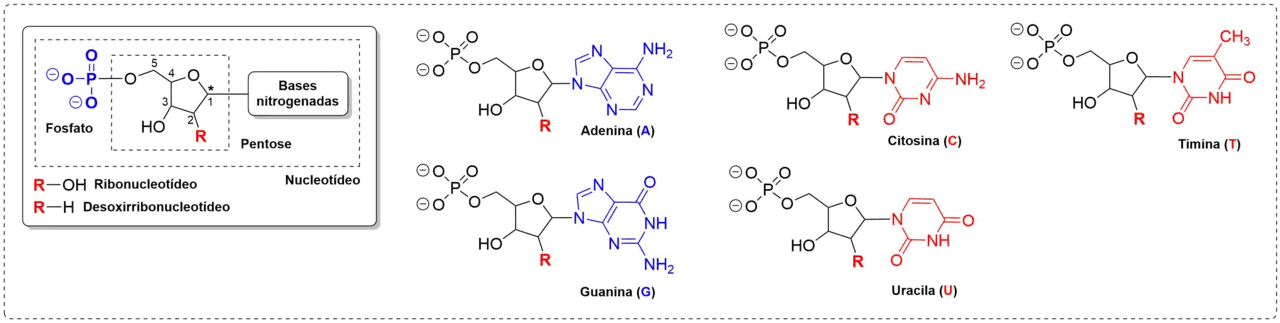Ligacao N-beta-glicosidica