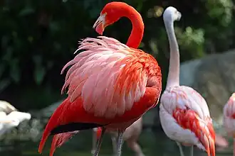 Flamingos