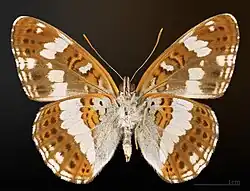 Limenitis camilla △