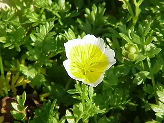 Limnanthes douglasii