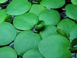 Limnobium laevigatum