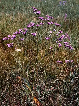 Limonium gmelinii