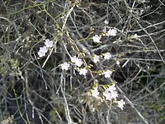 Limonium vulgare (flor)