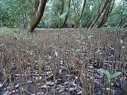 File: Limpopo river mouth - mangroves (14864577752). jpg