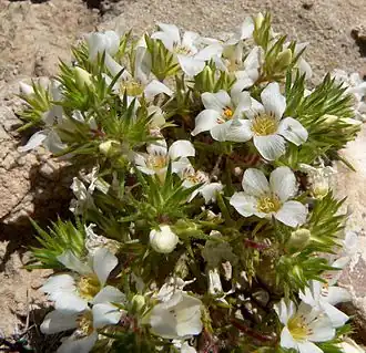 Linanthus demissus